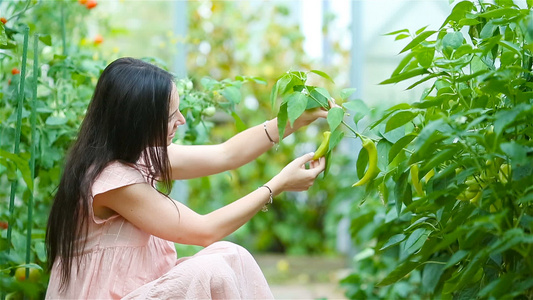 在温室里放一篮绿菜蔬菜的年轻女子收割时间到了视频