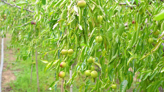 大荔冬枣  新鲜冬枣视频