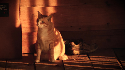 超重肥胖的橘猫视频