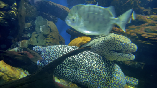 4K实拍海洋隐形霸主的鳗鱼视频
