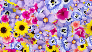 4K唯美的鲜花背景素材30秒视频