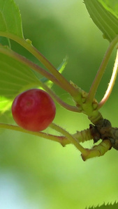 夏季自然风光枝头上的樱桃视频合集视频
