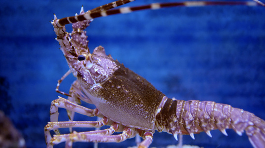 4K实拍海底的大龙虾视频