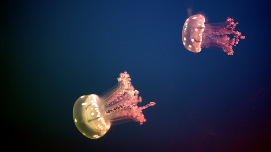 4K实拍海底的水母秘境视频