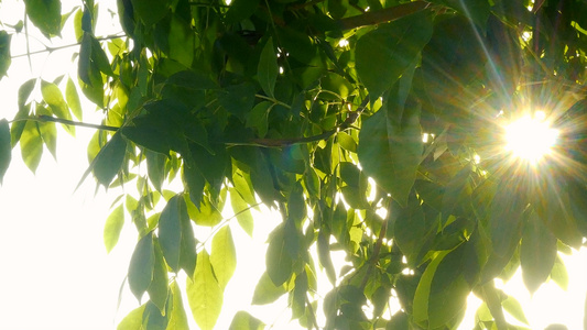 夏日光芒照射的太阳视频