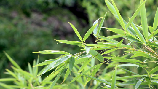 夏季绿色的竹叶视频