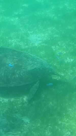 海洋生物 玳瑁世界环保日10秒视频