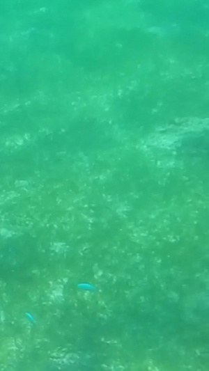 海洋生物 玳瑁海洋动物10秒视频