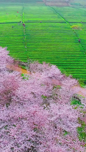 航拍樱花茶园春茶节视频