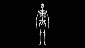 4K三维透明通道人体骨骼30秒视频