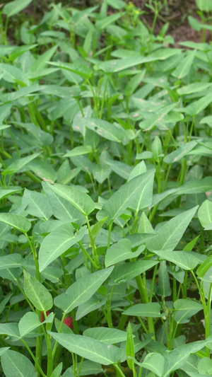 实拍绿色蔬菜空心菜85秒视频