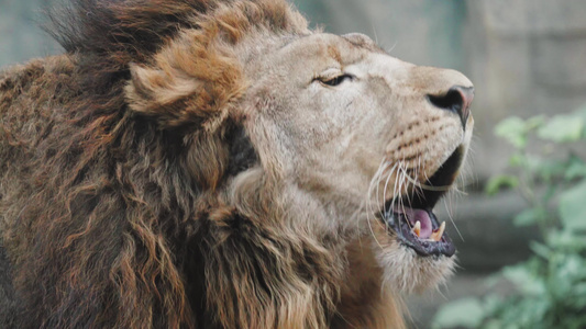 狮子吼叫睡觉打盹凶猛野兽动物园特写视频