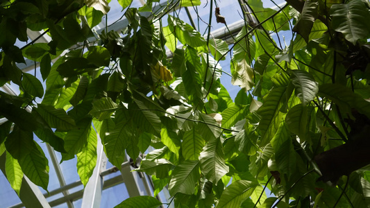 【镜头合集】热带植物雨林植物多肉植物蕨类被子植物视频