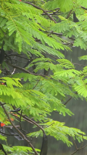 雨天的植物叶子特写梅雨季23秒视频