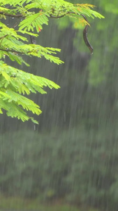 雨天的植物叶子特写下雨天视频