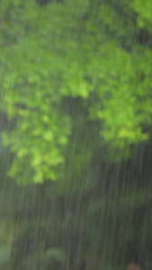 雨天的植物叶子特写下雨天视频