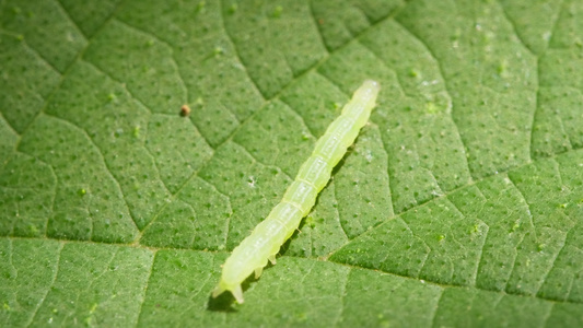 大自然里的各种昆虫视频