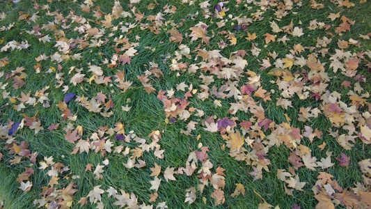 秋天的落叶视频