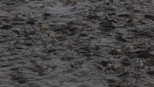 喂食黄河大鲤鱼鲤鱼在鱼池里翻滚游动视频