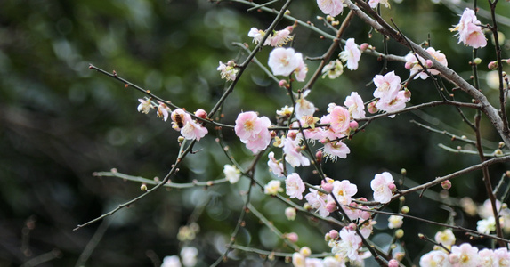 4k春天盛开的桃花和飞舞的小蜜蜂视频