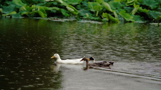 夏日荷塘中戏水的鸭子野鸭视频