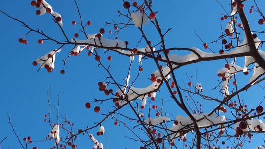 冬天的枝头雪视频