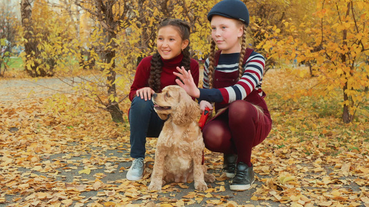 两个女孩青少年坐在秋天公园的可卡犬狗微笑的女孩在黄色视频