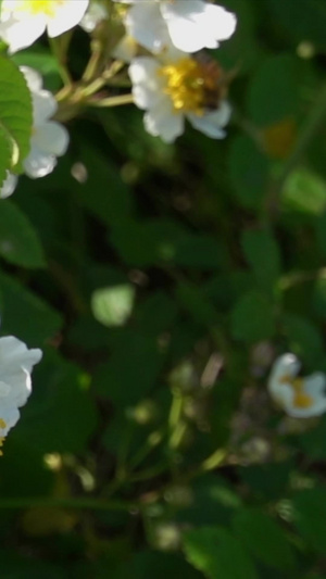 飞舞的蜜蜂慢镜头视频自然风光35秒视频