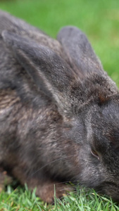 宠物乐园兔子活动进食兔子玩耍视频