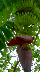 香蕉花香蕉幼果合集视频