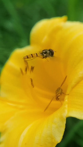 蜂蜜蜜蜂慢镜头慢镜头聚集蜂蜜飞行宏观微观昆虫黄色自然美景生长花朵簇簇自然花园美丽的绿色花朵植物夏季花视频