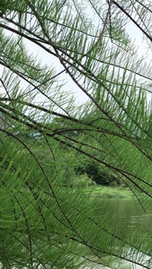 雨后的湖水和树木视频