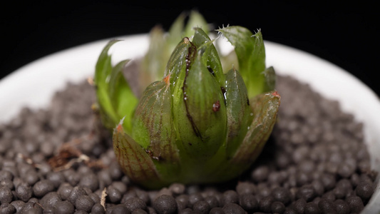 水晶帘多肉植物盆栽绿植视频