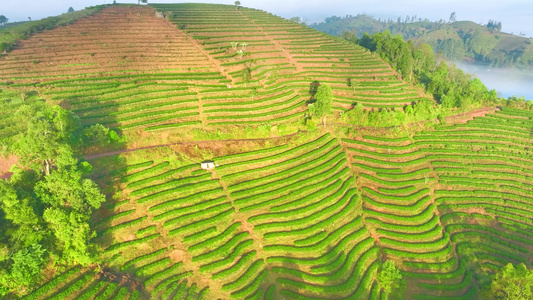 云雾中的茶山视频