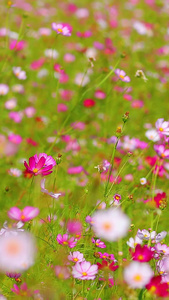 美丽的花海格桑花视频