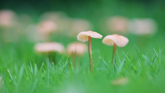 草地里长出的蘑菇视频