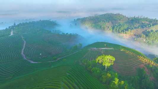 云雾中的茶山视频