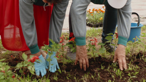 女性手在夏季花园种植花卉幼苗12秒视频