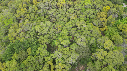 俯拍绿色森林植物[拍摄角度]视频