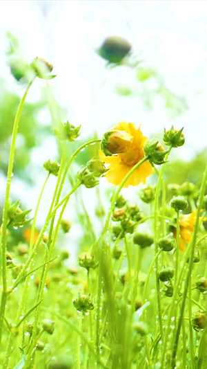 盛夏雨中清纯黄花植物生长274秒视频