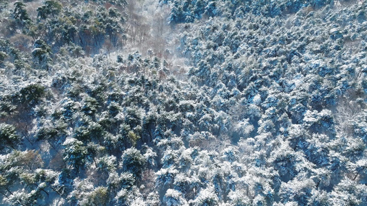 航拍树海树挂冬季雪景视频