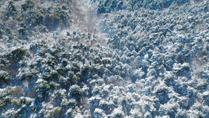 航拍树海树挂冬季雪景24秒视频