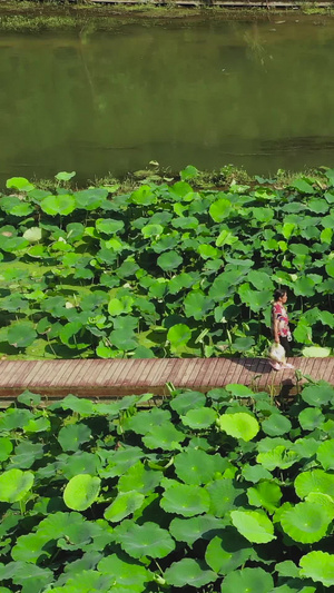 航拍十里河廊荷花池游客旅游87秒视频