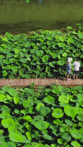 航拍十里河廊荷花池游客旅游视频