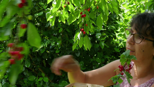 妇女从夏季花园的树上摘红樱桃视频