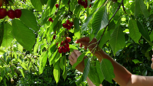 妇女从夏季花园的树上摘红樱桃视频