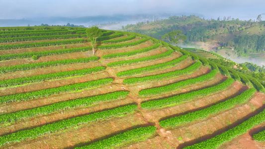 云雾中的茶山视频