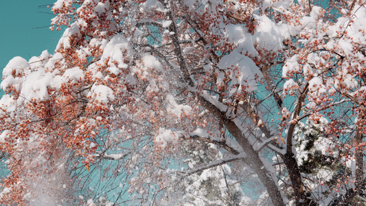 冬季树挂落雪视频