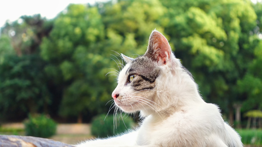 户外草坪上可爱的装睡的猫咪宠物猫4k素材视频