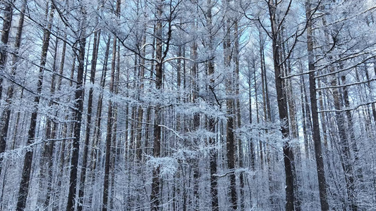 呼伦贝尔寒冬松林树挂松树林雾凇雪松视频